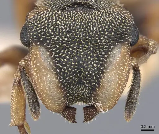 Cephalotes angustus specimen CASENT0909278 image casent0909278_2