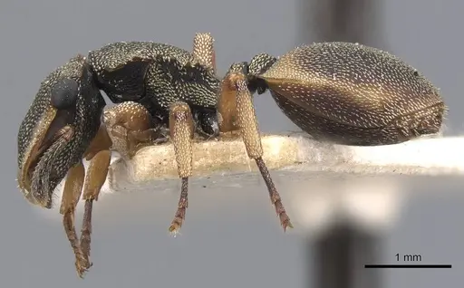 Cephalotes angustus specimen CASENT0909278 image casent0909278_3