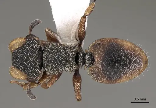 Cephalotes angustus specimen CASENT0922530 image casent0922530_1