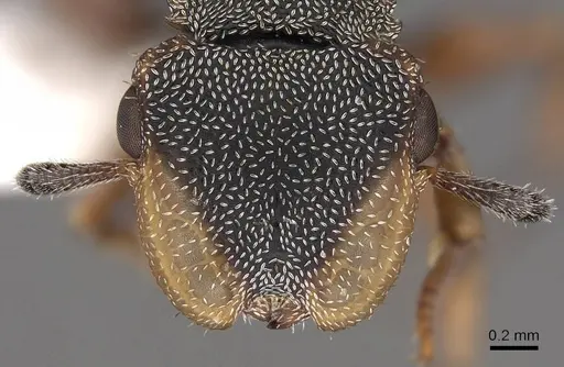Cephalotes angustus specimen CASENT0922530 image casent0922530_2
