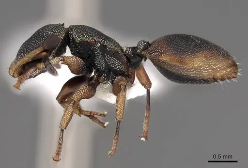 Cephalotes angustus specimen CASENT0922530 image casent0922530_3