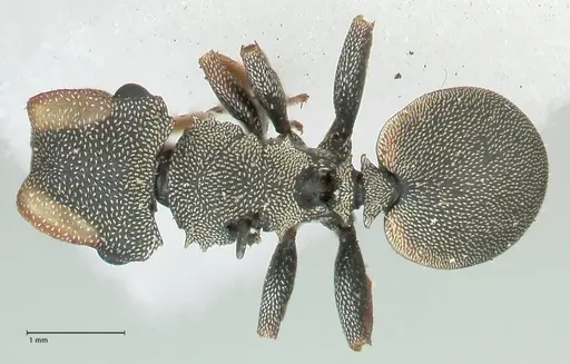 Cephalotes angustus specimen FOCOL2151 image focol2151_1