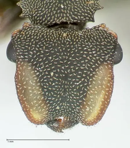 Cephalotes angustus specimen FOCOL2151 image focol2151_2