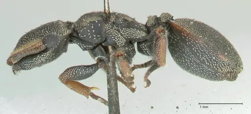 Cephalotes angustus specimen FOCOL2151 image focol2151_3
