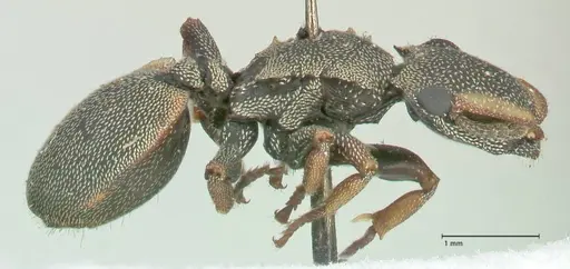 Cephalotes angustus specimen FOCOL2151 image focol2151_4