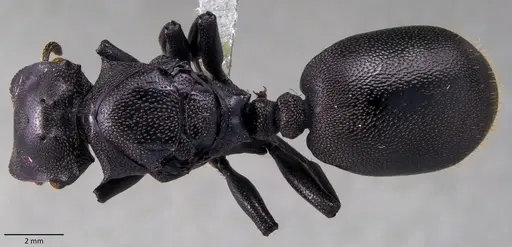 Cephalotes atratus specimen ANTWEB1060137 image antweb1060137_1