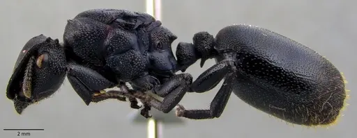 Cephalotes atratus specimen ANTWEB1060137 image antweb1060137_3