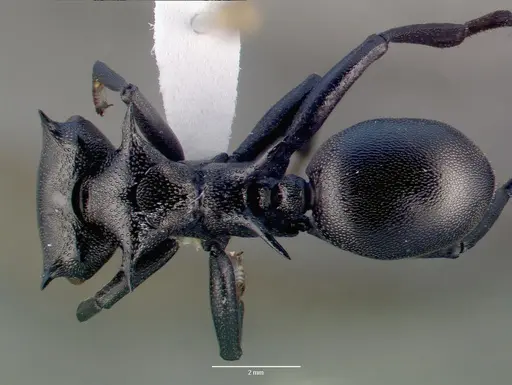 Cephalotes atratus specimen CASENT0010675 image casent0010675_1
