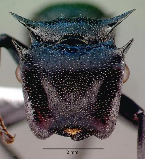 Cephalotes atratus specimen CASENT0010675 image casent0010675_2