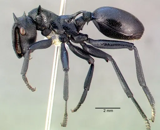 Cephalotes atratus specimen CASENT0010675 image casent0010675_3