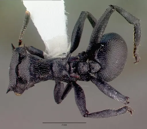 Cephalotes atratus specimen CASENT0010676 image casent0010676_1
