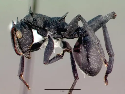 Cephalotes atratus specimen CASENT0010676 image casent0010676_3