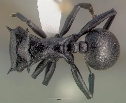 Cephalotes atratus specimen CASENT0010677 image casent0010677_1