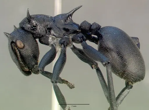 Cephalotes atratus specimen CASENT0010677 image casent0010677_3