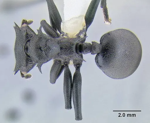 Cephalotes atratus specimen CASENT0106296 image casent0106296_1