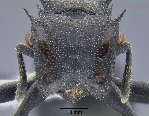 Cephalotes atratus specimen CASENT0106296 image casent0106296_2
