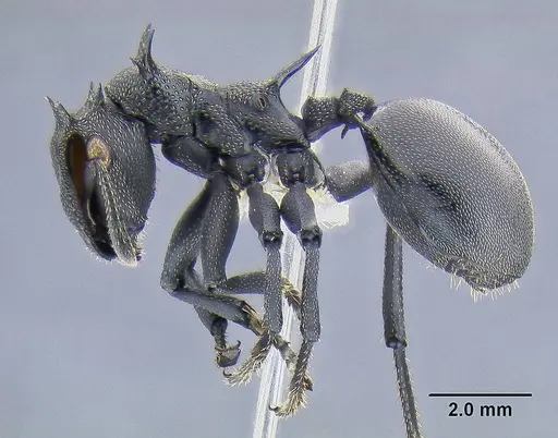 Cephalotes atratus specimen CASENT0106296 image casent0106296_3