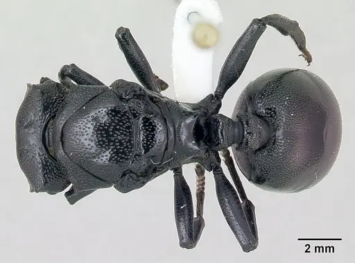 Cephalotes atratus specimen CASENT0173662 image casent0173662_1