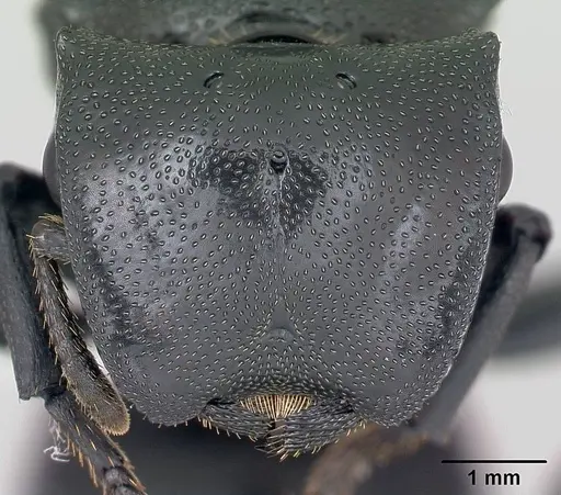 Cephalotes atratus specimen CASENT0173662 image casent0173662_2