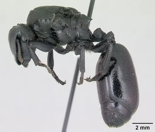 Cephalotes atratus specimen CASENT0173662 image casent0173662_3