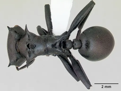 Cephalotes atratus specimen CASENT0173663 image casent0173663_1