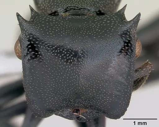 Cephalotes atratus specimen CASENT0173663 image casent0173663_2