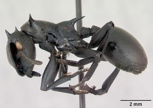 Cephalotes atratus specimen CASENT0173663 image casent0173663_3