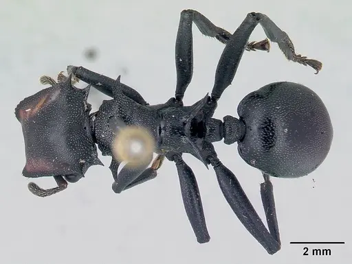 Cephalotes atratus specimen CASENT0178627 image casent0178627_1