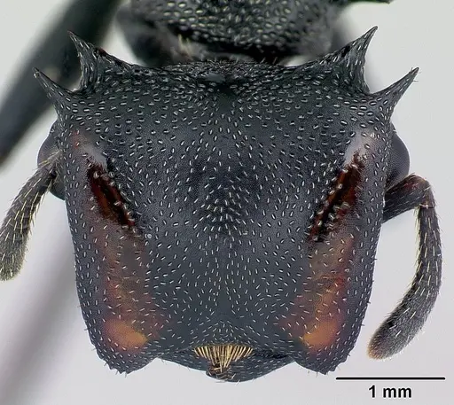 Cephalotes atratus specimen CASENT0178627 image casent0178627_2