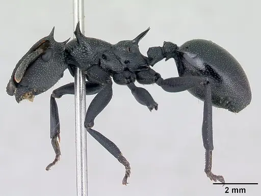 Cephalotes atratus specimen CASENT0178627 image casent0178627_3