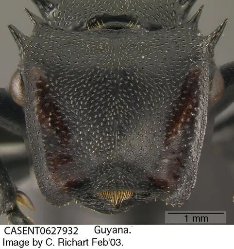 Cephalotes atratus specimen CASENT0627932 image casent0627932_1
