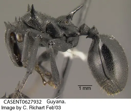 Cephalotes atratus specimen CASENT0627932 image casent0627932_2