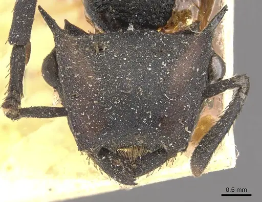 Cephalotes atratus specimen CASENT0909259 image casent0909259_2