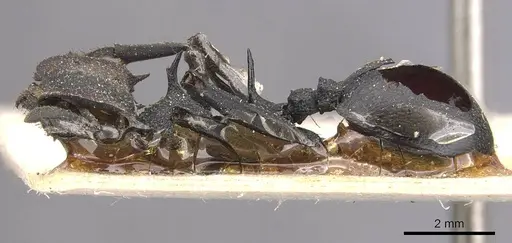 Cephalotes atratus specimen CASENT0909259 image casent0909259_3