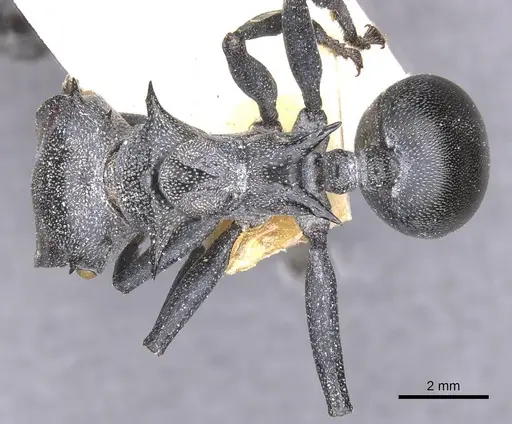 Cephalotes atratus specimen CASENT0912576 image casent0912576_1