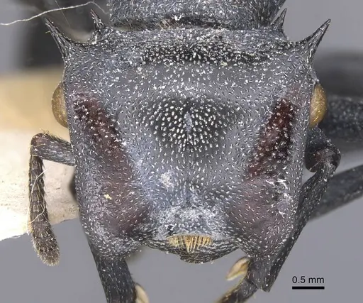 Cephalotes atratus specimen CASENT0912576 image casent0912576_2