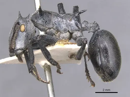 Cephalotes atratus specimen CASENT0912576 image casent0912576_3