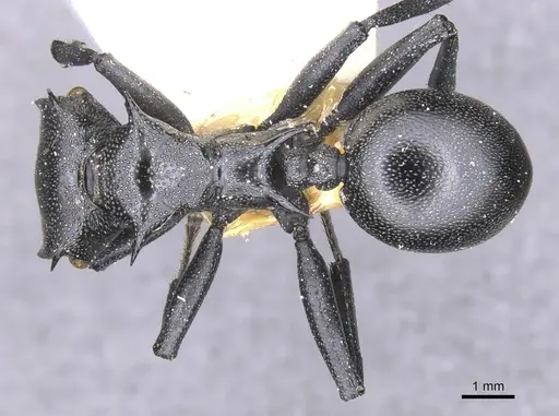 Cephalotes atratus specimen CASENT0912577 image casent0912577_1