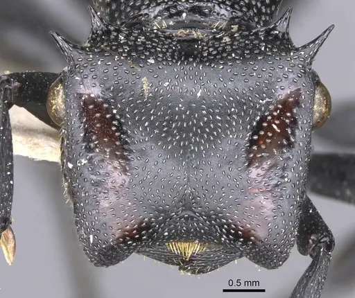 Cephalotes atratus specimen CASENT0912577 image casent0912577_2