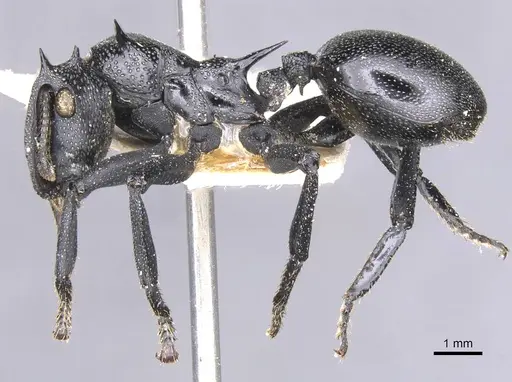Cephalotes atratus specimen CASENT0912577 image casent0912577_3