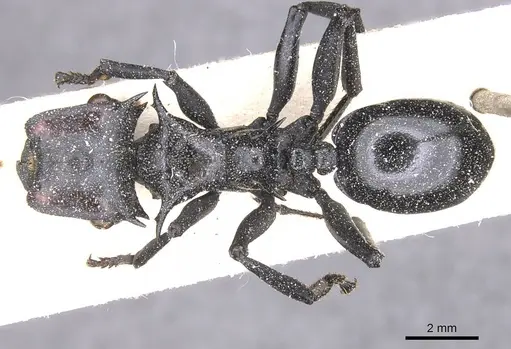 Cephalotes atratus specimen CASENT0912578 image casent0912578_1