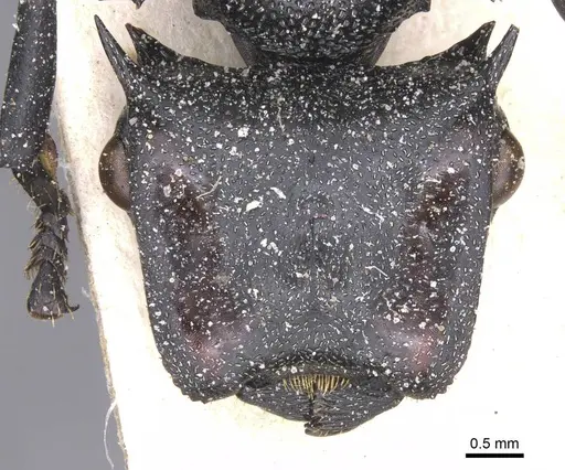 Cephalotes atratus specimen CASENT0912578 image casent0912578_2