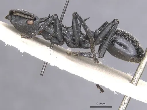 Cephalotes atratus specimen CASENT0912578 image casent0912578_3