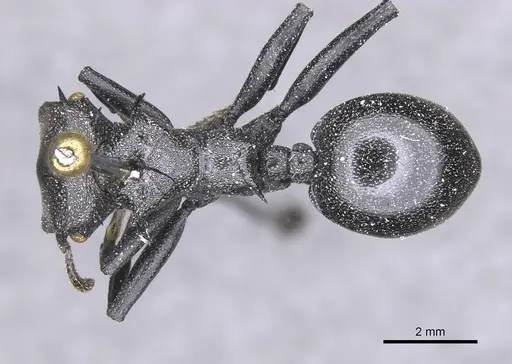 Cephalotes atratus specimen CASENT0912579 image casent0912579_1