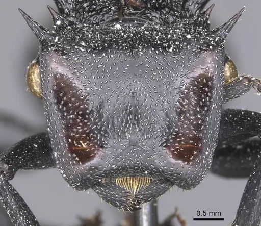 Cephalotes atratus specimen CASENT0912579 image casent0912579_2