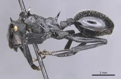 Cephalotes atratus specimen CASENT0912579 image casent0912579_3