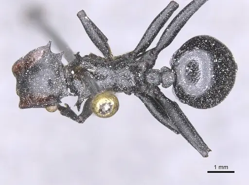 Cephalotes atratus specimen CASENT0912580 image casent0912580_1