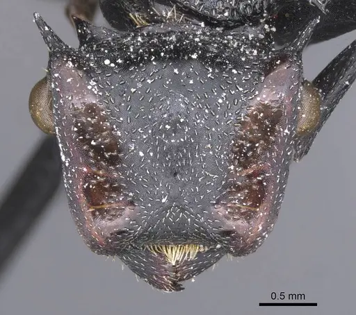 Cephalotes atratus specimen CASENT0912580 image casent0912580_2
