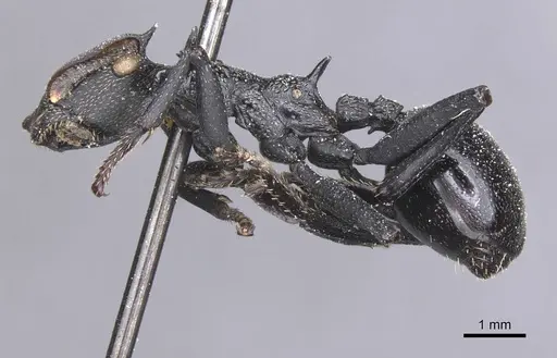 Cephalotes atratus specimen CASENT0912580 image casent0912580_3