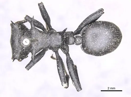 Cephalotes atratus specimen CASENT0912581 image casent0912581_1